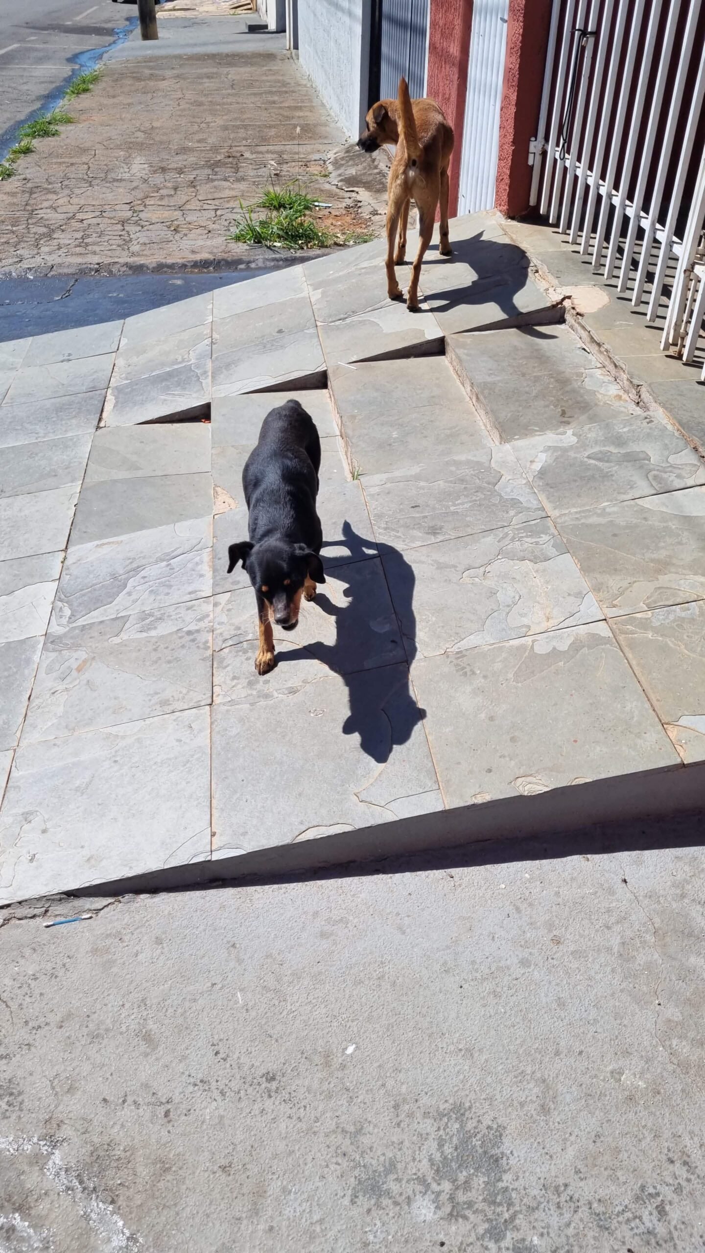 Cães caminham sozinhos por calçada durante denúncia de maus-tratos a animais em Patrocínio