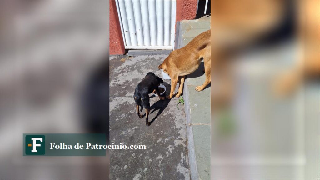 Cães magros dividem vasilha de ração no chão, cena central da denúncia de maus-tratos a animais em Patrocínio