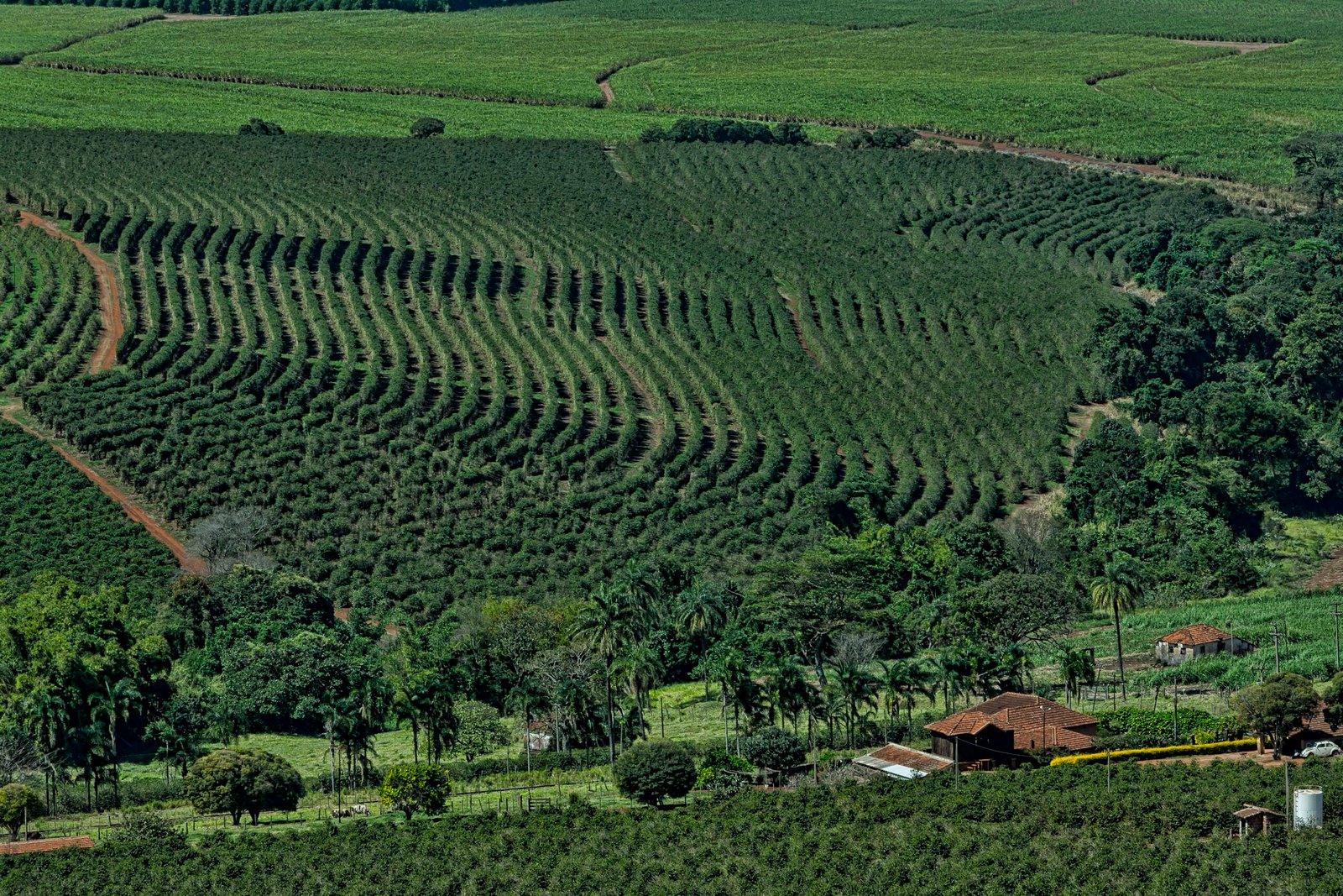 Lavoura de café do Cerrado Mineiro em curvas de nível, com talhões prontos para a colheita