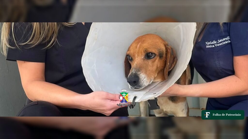 Cão atendido pelo CCZ de Patrocínio após diagnóstico de caso incomum