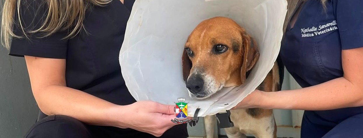 Cão atendido pelo CCZ de Patrocínio após diagnóstico de caso incomum