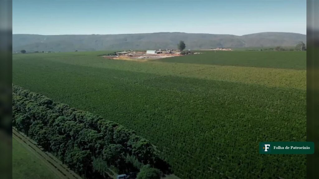 Vista aérea de lavoura de café em Patrocínio, sede do Congresso de Direito do Agronegócio