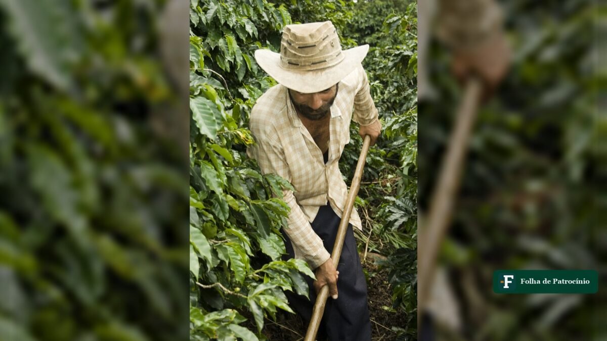 Armazéns lotados forçam venda de café e derrubam preço em Nova York