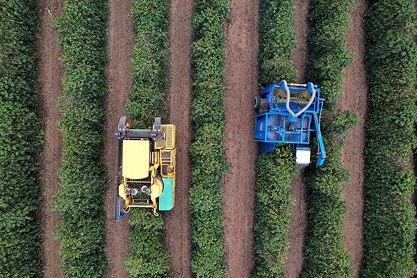 Vista aérea de duas colhedoras entre as linhas de café no Cerrado Mineiro, região onde o café arábica sobe de preço