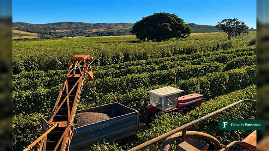 Colhedora descarrega grãos em carreta entre as linhas do cafezal no Cerrado Mineiro, cena da safra em que o café arábica sobe