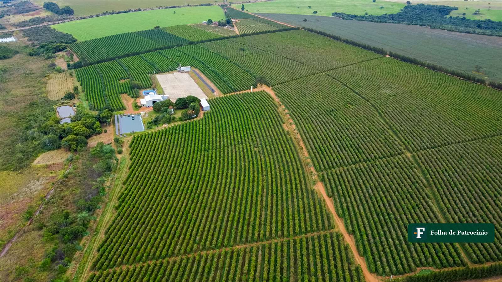 Vista de drone de lavouras de café em talhões geométricos no Cerrado Mineiro