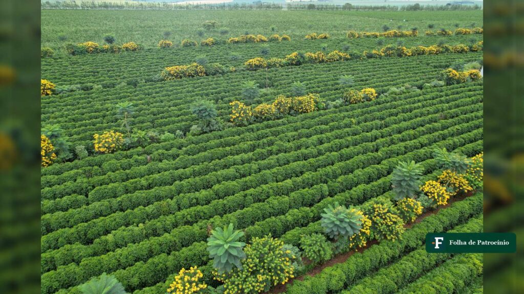 Vista aérea de lavoura de café do Cerrado Mineiro com ipês amarelos entre as linhas de cafeeiros