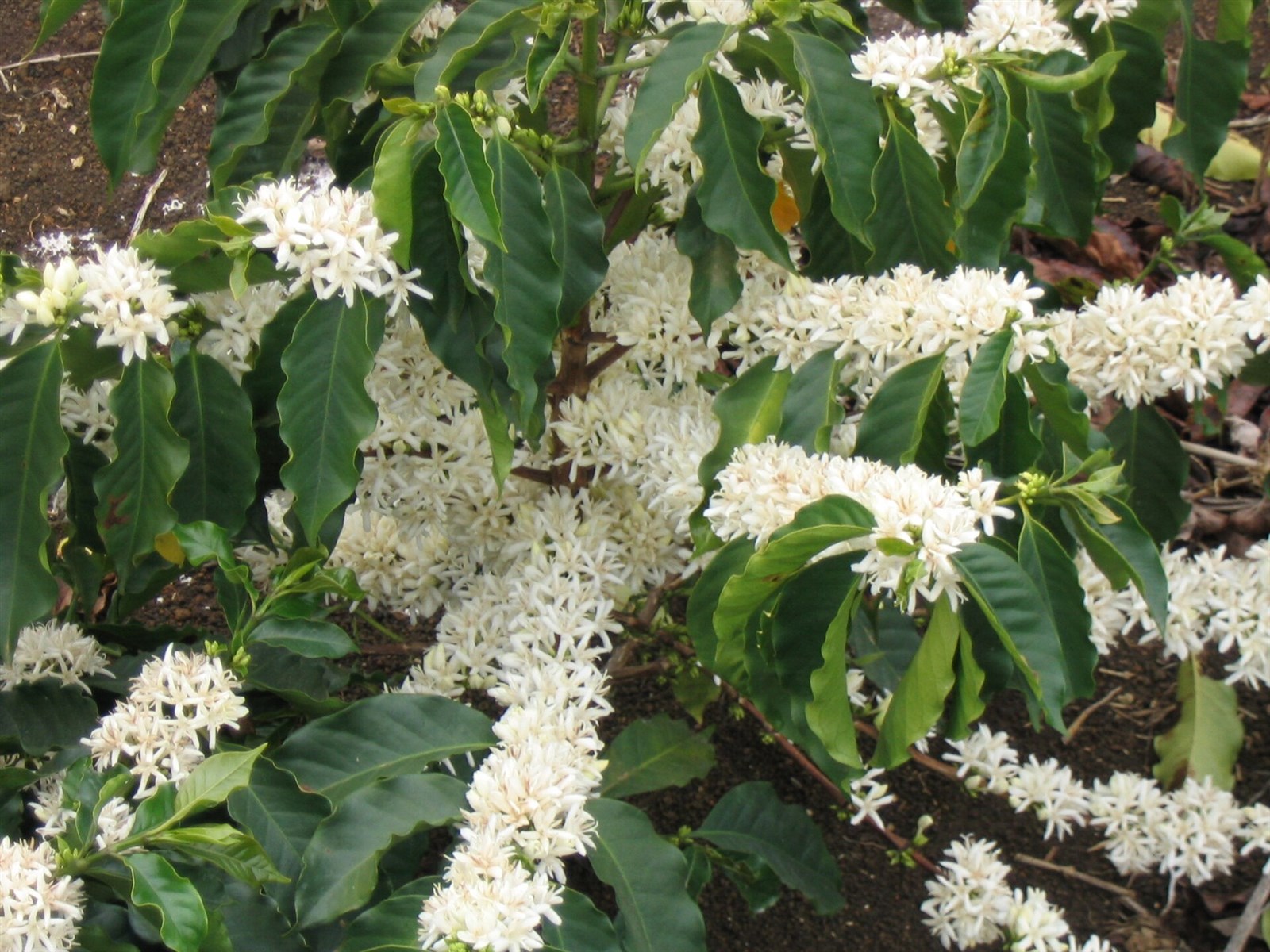 Cafeeiro coberto de flores brancas depois da chuva na florada em lavoura brasileira