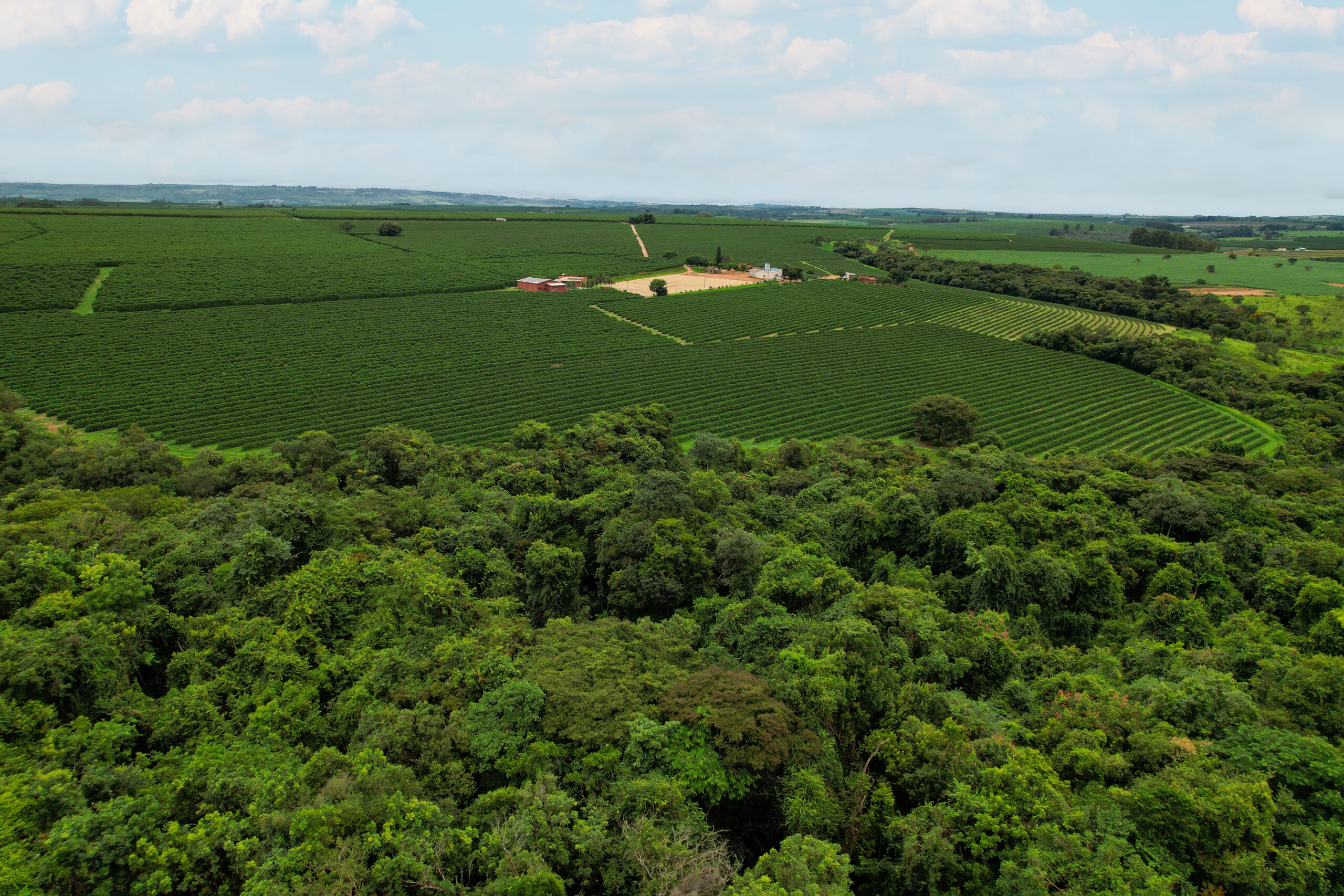 Fazenda de colheita do café no Cerrado Mineiro com lavoura, benfeitorias e mata nativa ao fundo