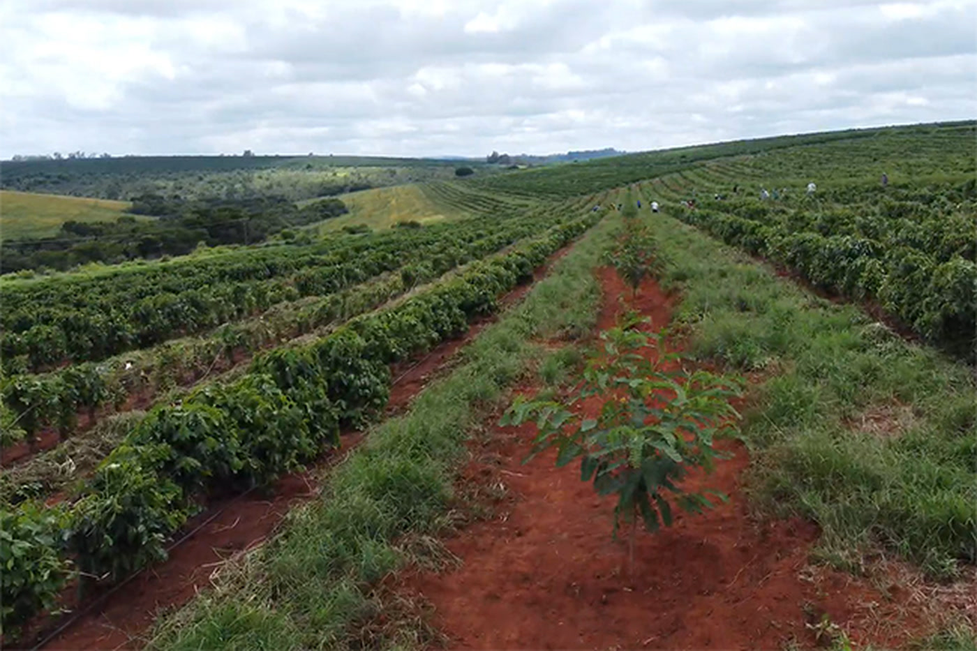 Lavoura de café do Cerrado Mineiro com renovação de linha, tema do Congresso de Direito do Agronegócio