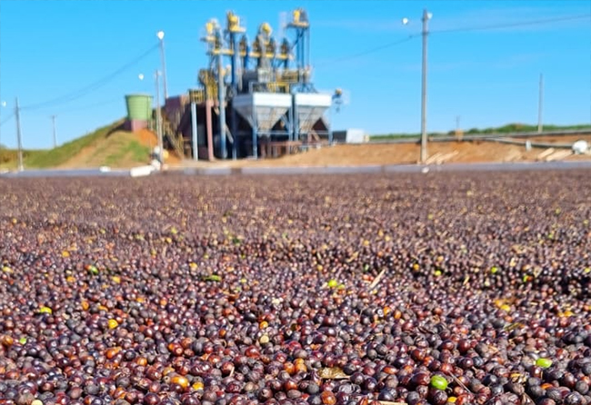 Café secando no terreiro diante da unidade de beneficiamento, safra que abastece o consumo de café no país