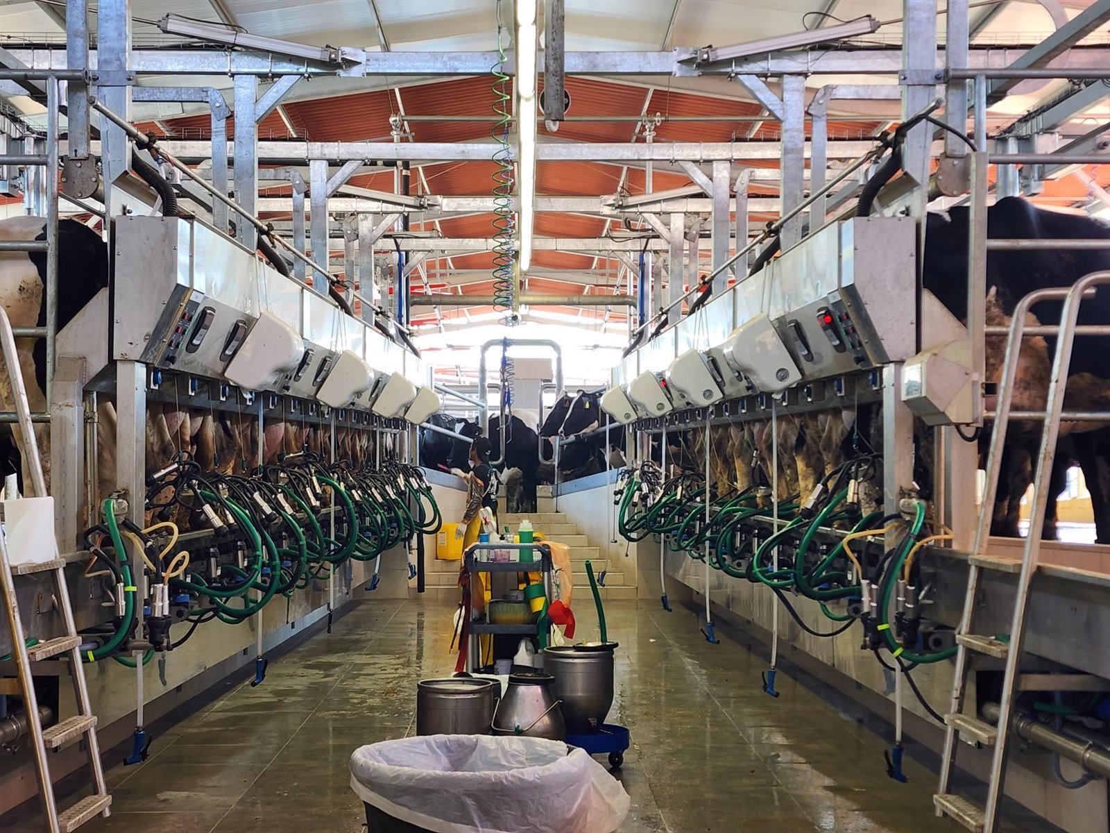 Sala de ordenha mecanizada com equipamentos alinhados