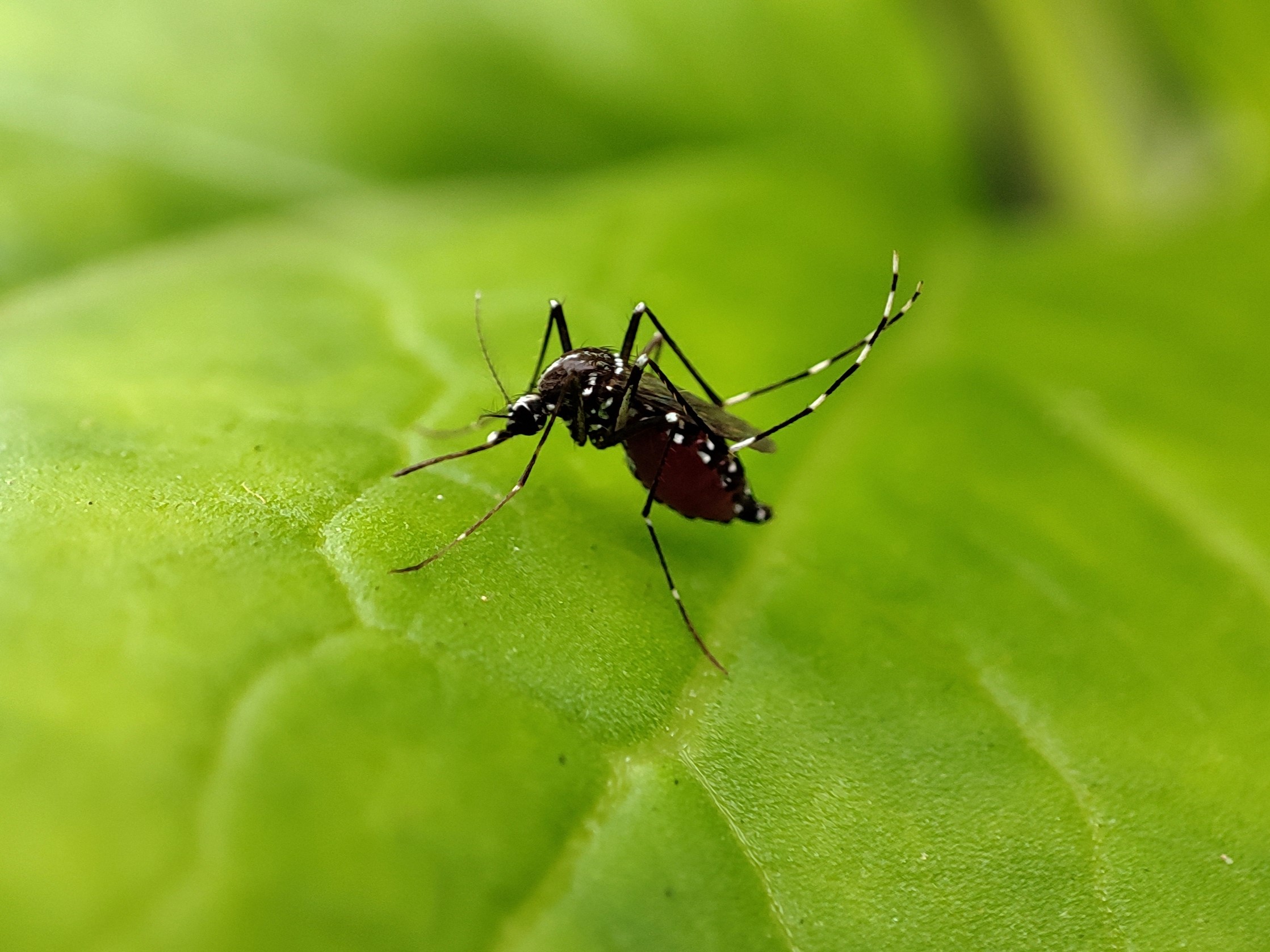 Aedes aegypti pousado em folha, mosquito transmissor da dengue em Patrocínio