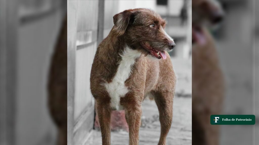 Cadela vira-lata marrom de peito branco em calçada, imagem ilustrativa da reportagem sobre a cadela atropelada em Patos de Minas