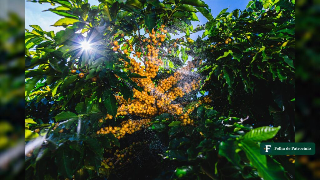 Pé de café arábica carregado de frutos amarelos sob o sol em lavoura do Cerrado Mineiro, safra de café 2026. Foto: Divulgação/Expocacer