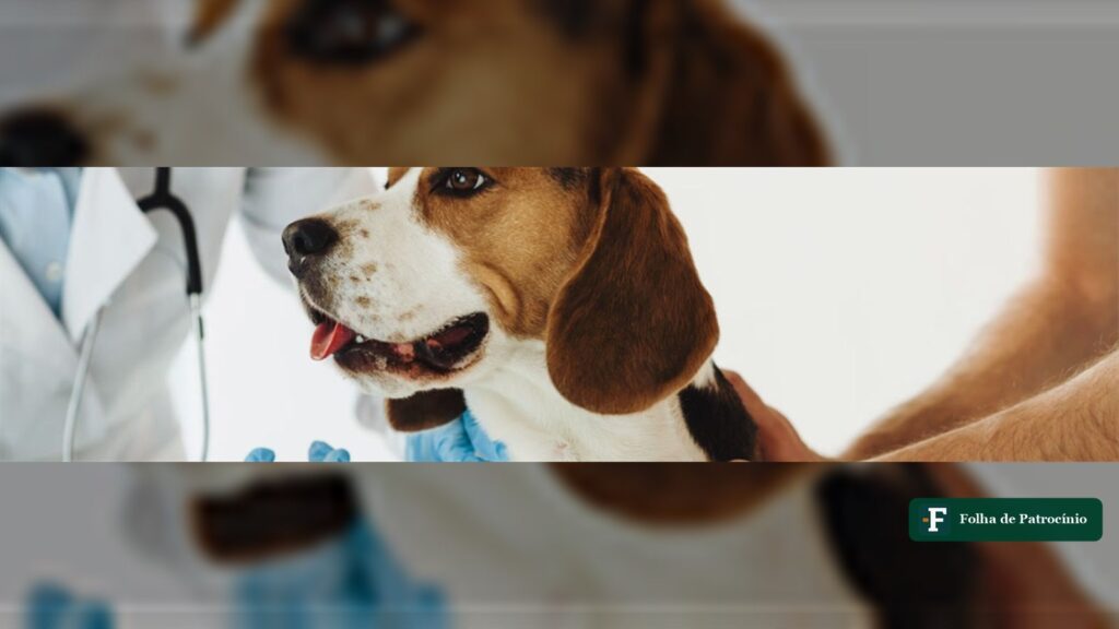 Beagle recebe dose de vacina aplicada por veterinária de luvas azuis, imagem da campanha de vacinação antirrábica de Patrocínio