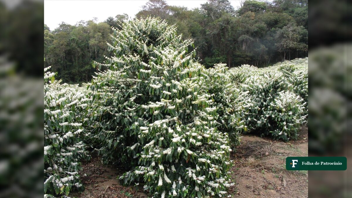 El Niño no café antecipa florada e ameaça a safra 2027