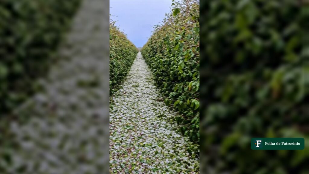 Rua de cafezal coberta de flor derrubada pelo granizo na regiao de Moreiras, no vendaval em Patrocinio