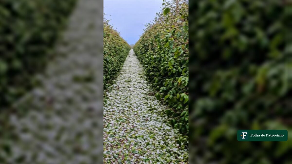 Vendaval em Patrocínio atinge cafezal e derruba rede elétrica