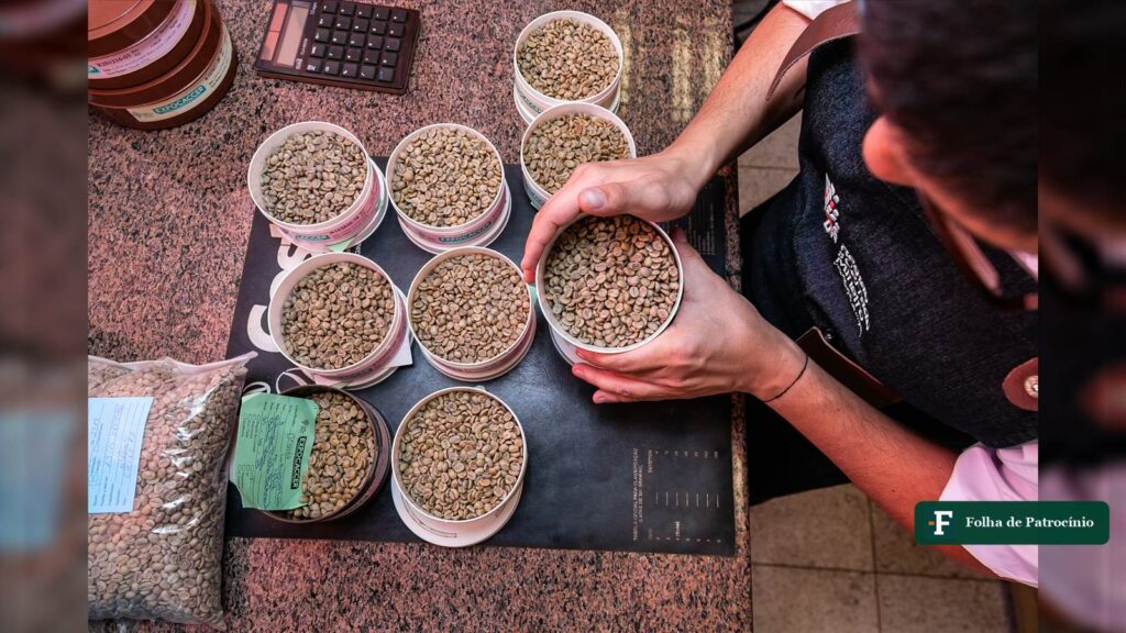 Classificador de café da Expocacer segura copo com grãos verdes entre amostras do lote em Patrocínio