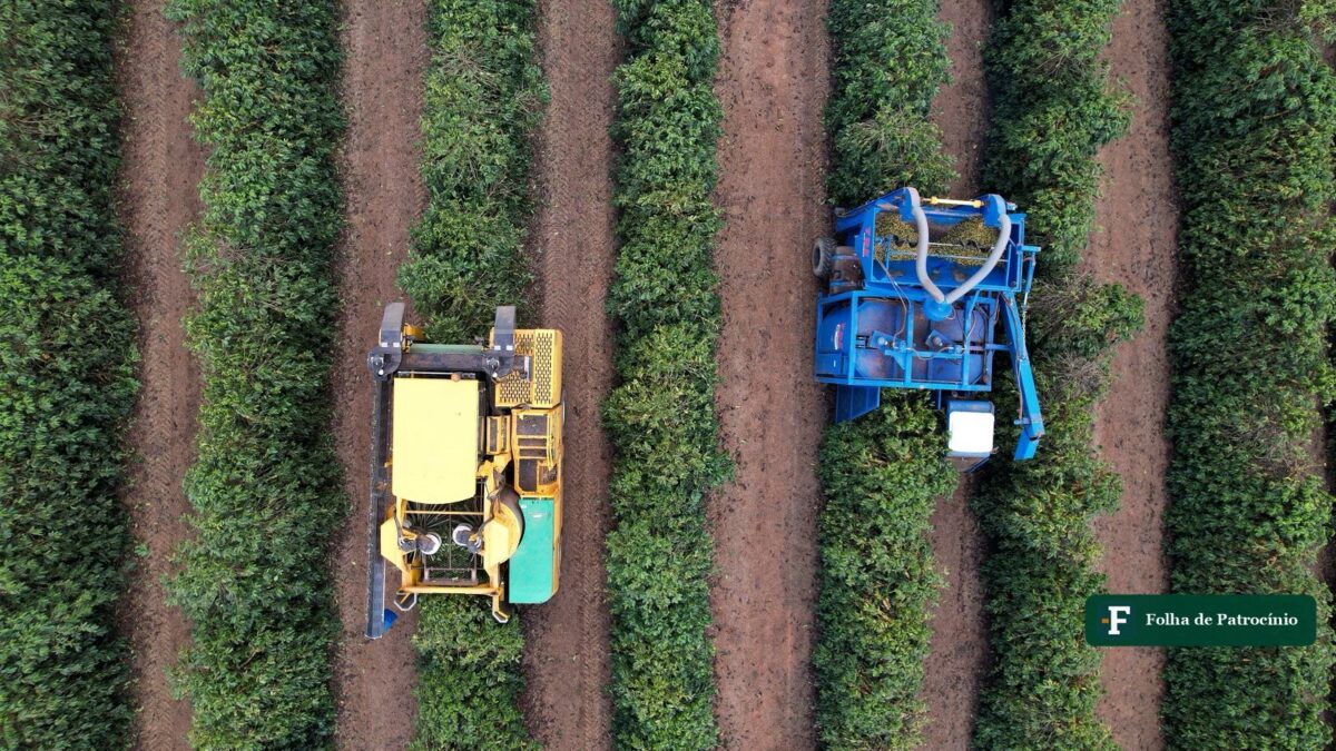 Exportação de café dispara 51% e derruba a saca em Patrocínio