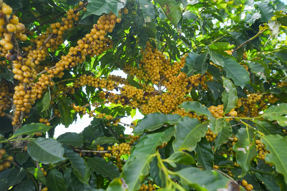 Frutos de café maduros no pé em lavoura do Cerrado, origem da exportação de café do Brasil