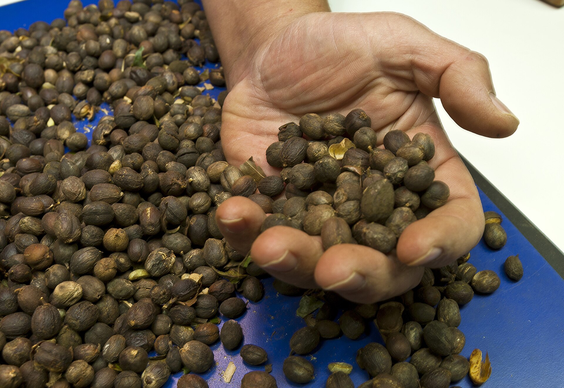 Mãos separando grãos para classificação, etapa que define o preço na exportação de café