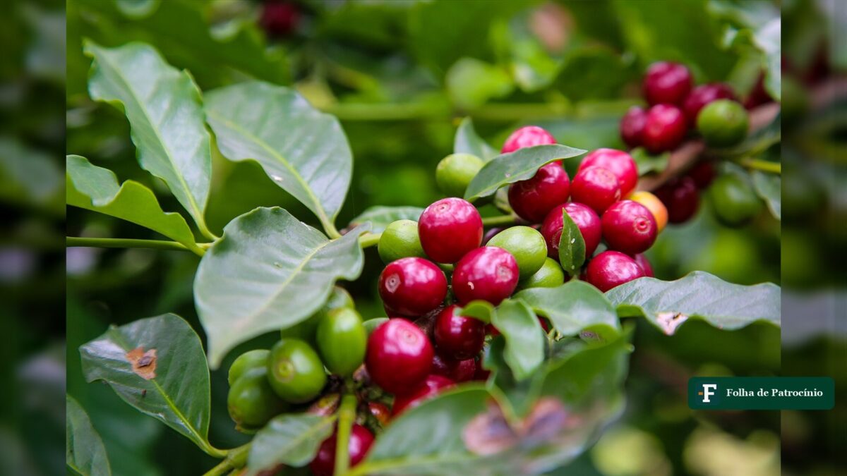 Exportação de café deve saltar a 49 milhões de sacas em 2026