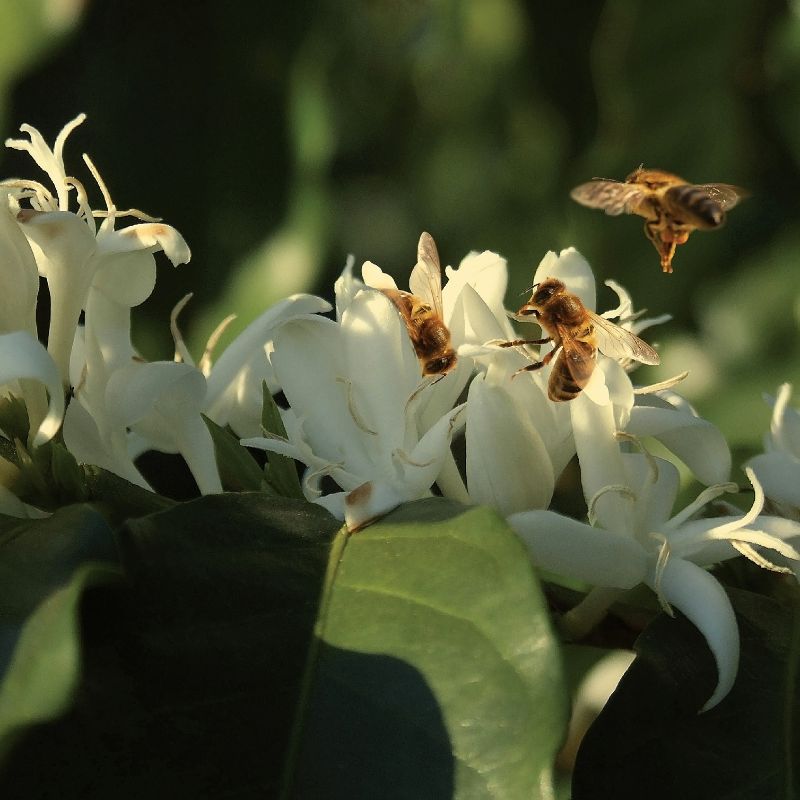 Abelhas pousam em flores brancas de cafeeiro durante a florada do café em lavoura do Cerrado Mineiro