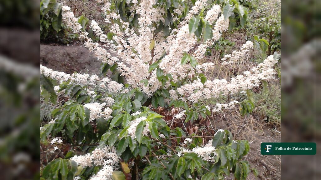 Florada do café em lavoura do Cerrado Mineiro, com flores brancas abertas nos ramos do cafeeiro