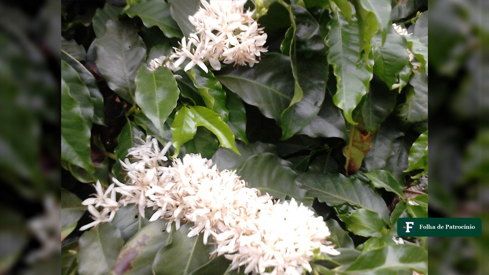 Detalhe da florada do café: cachos de flores brancas entre as folhas verdes do cafeeiro