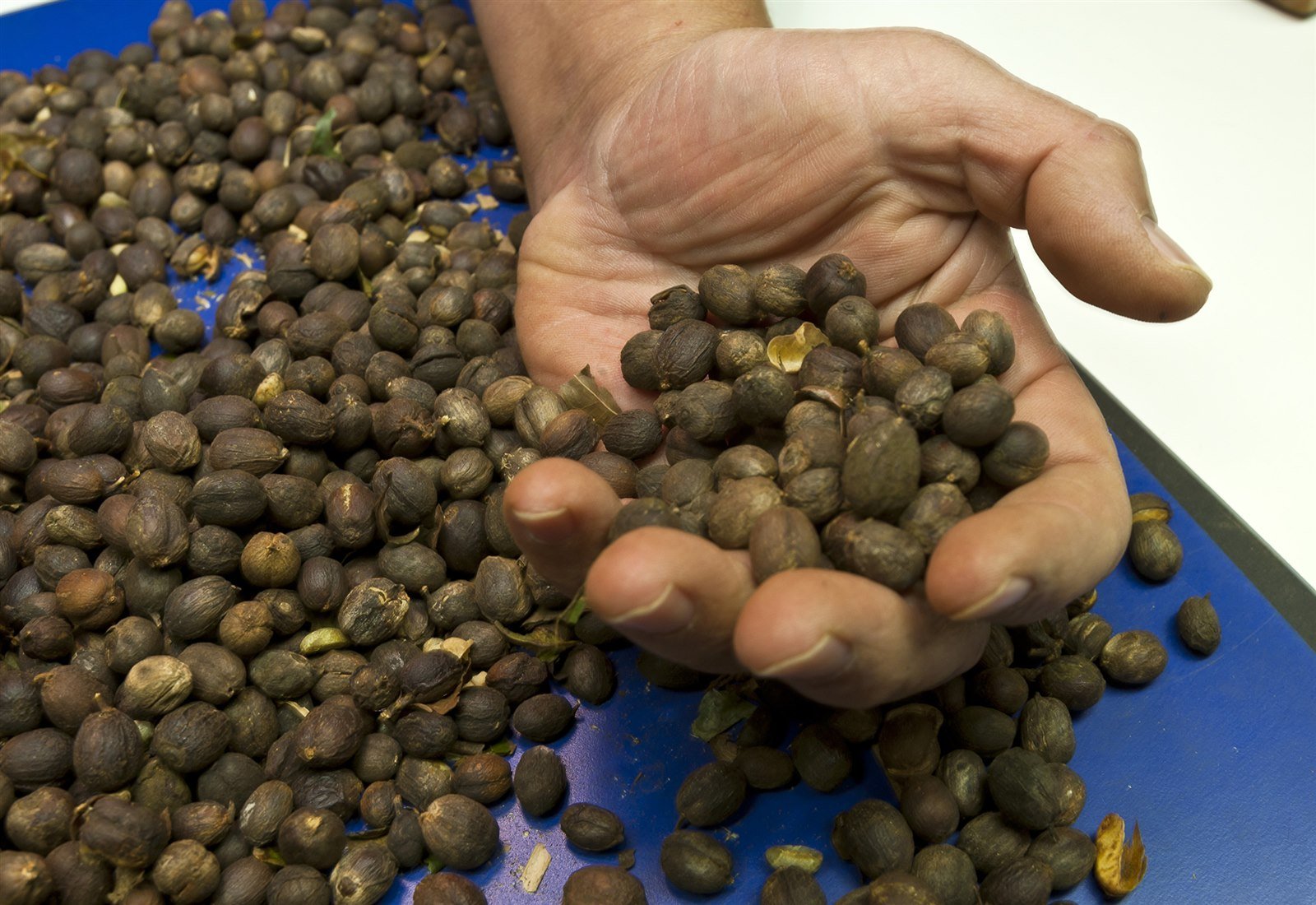 Mão segurando grãos de café cru sobre mesa de seleção, produto alvo do furto de café em Patrocínio