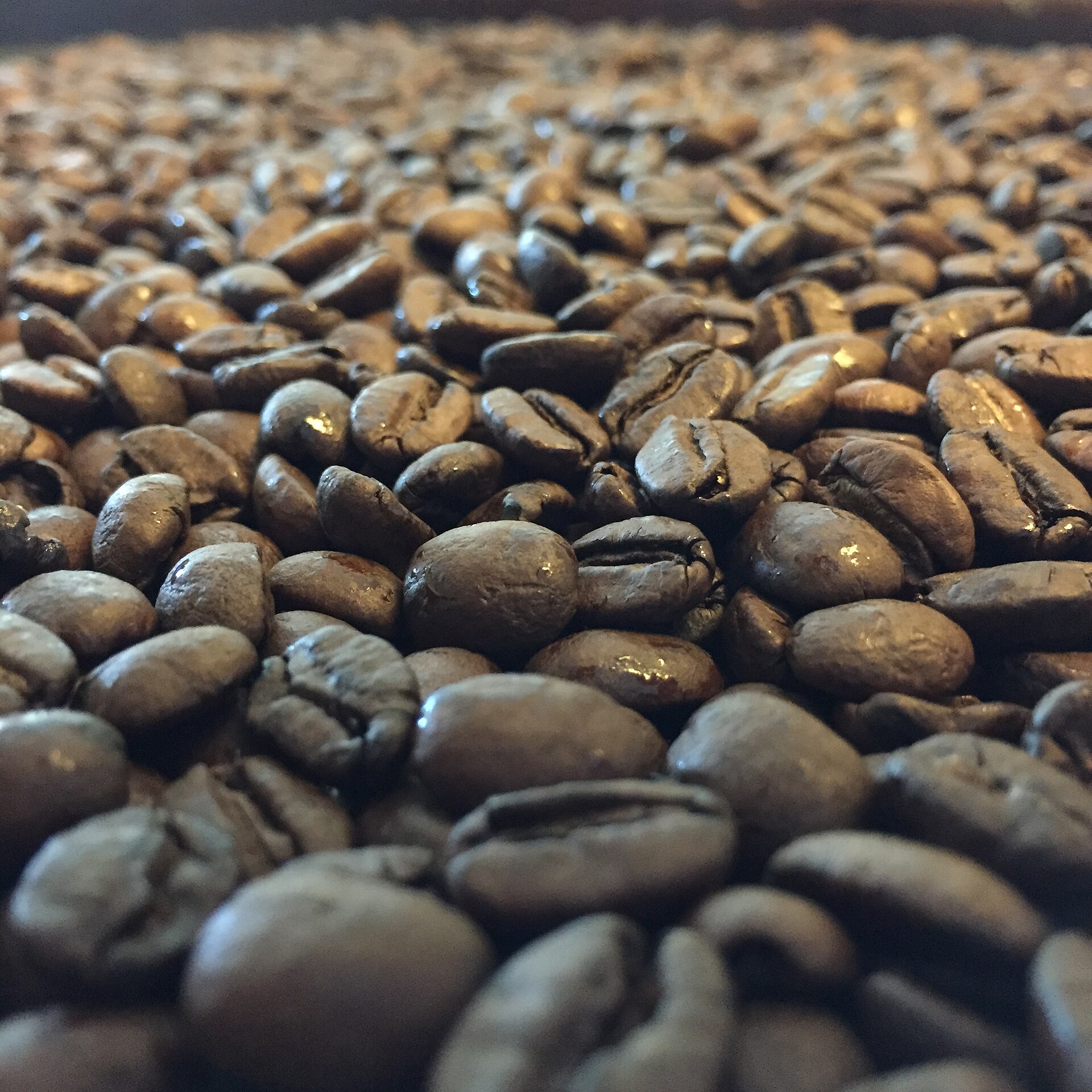 Grãos de café torrados, produto que define o preço do café em Patrocínio e no Cerrado Mineiro