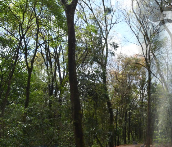 Trilha de terra entre árvores altas da mata do parque, área preparada para a reabertura do Parque da Matinha