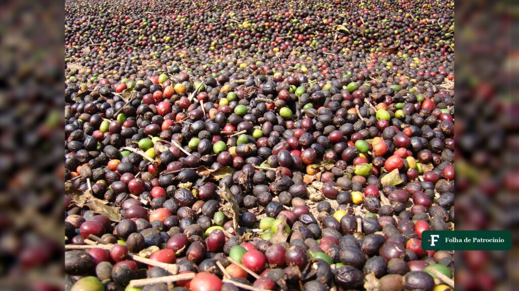Frutos de cafe secando no terreiro com maturacao desigual, cena ligada ao preco do cafe arabica