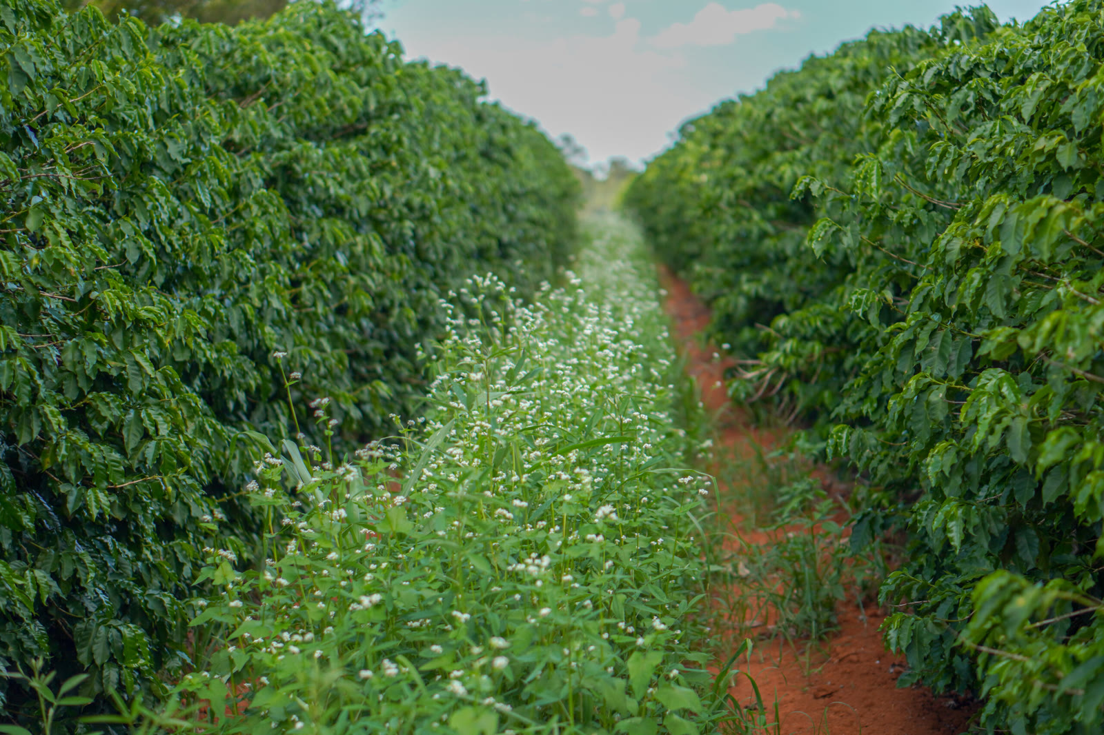 Entrelinha de lavoura com plantas de cobertura, cenário que acompanha o preço do café no Cerrado Mineiro