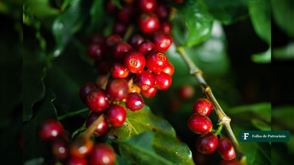 Cerejas maduras de café arábica no pé, fruto que define o preço do café no Cerrado Mineiro
