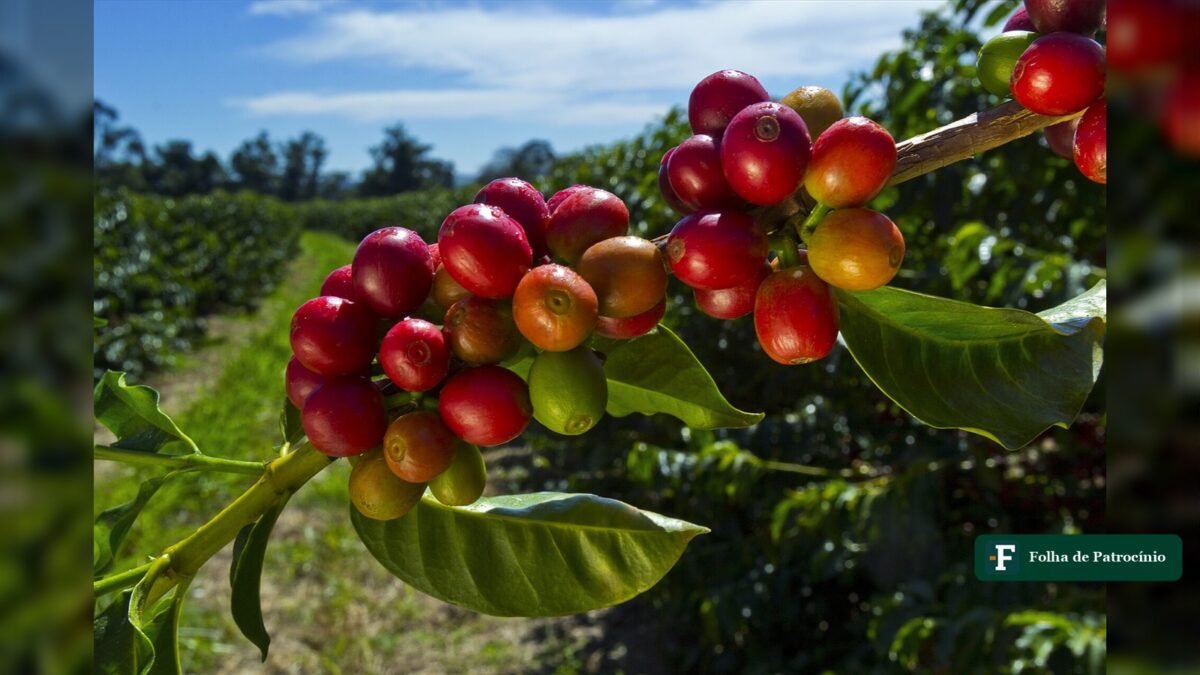 Preço do café em Patrocínio cai a R$ 1.660 e perde R$ 140 em duas semanas