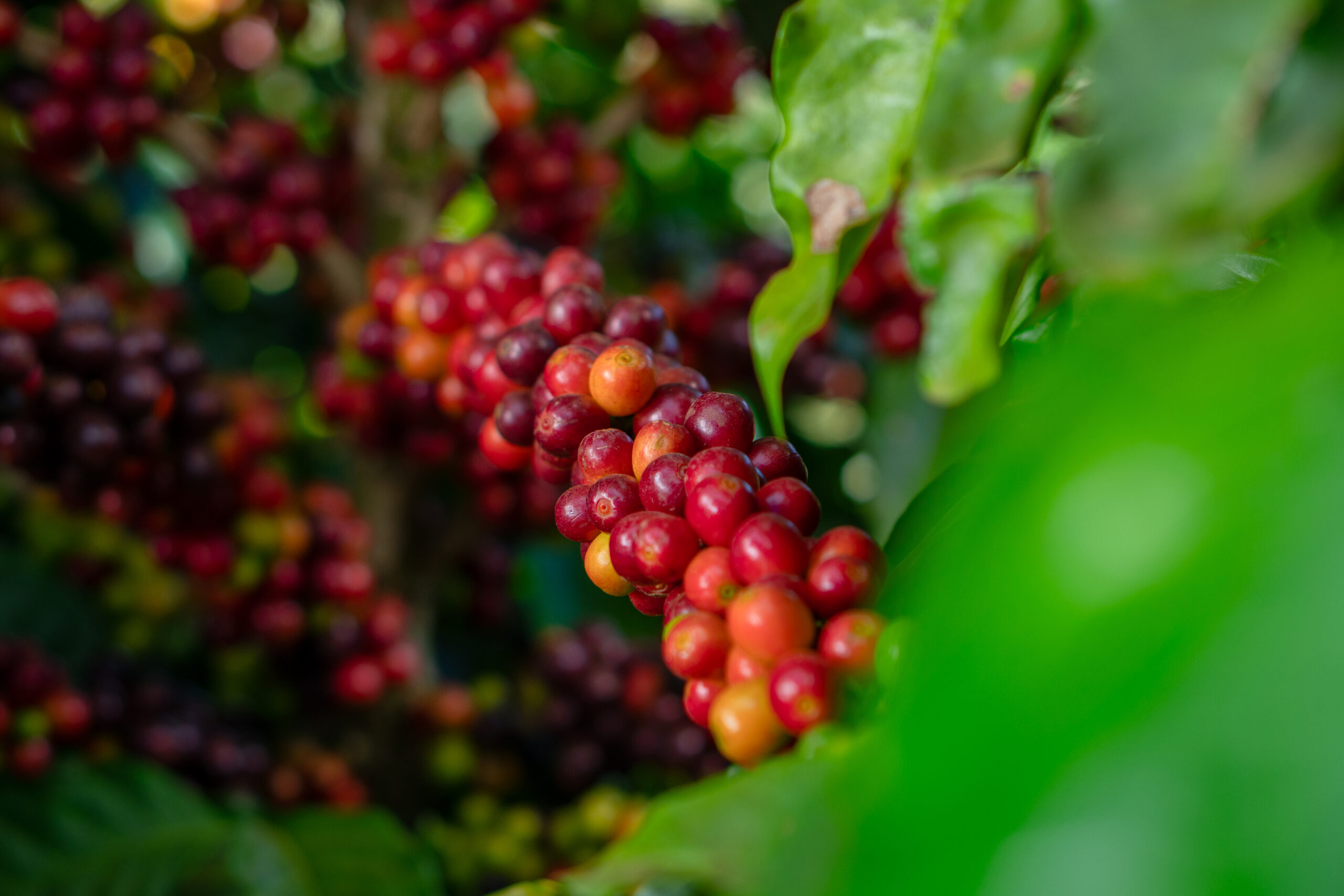 Grãos de café maduros, vermelhos, em ramo de cafeeiro em lavoura associada à Expocacer, safra de café do Cerrado