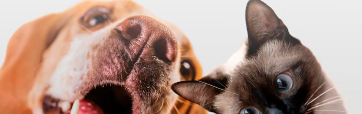 Cachorro e gato siamês lado a lado, imagem da campanha de vacinação antirrábica da Prefeitura de Patrocínio