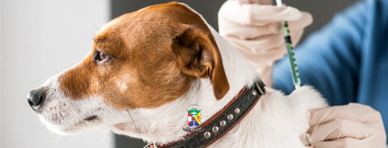 Cão recebendo vacinação antirrábica em Patrocínio