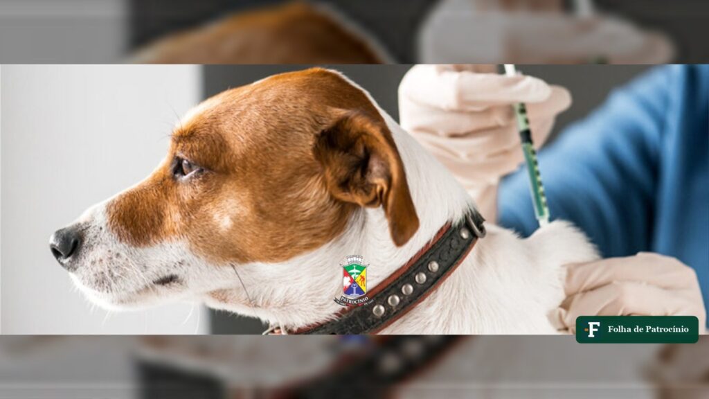 Cão recebendo vacinação antirrábica em campanha da Prefeitura de Patrocínio