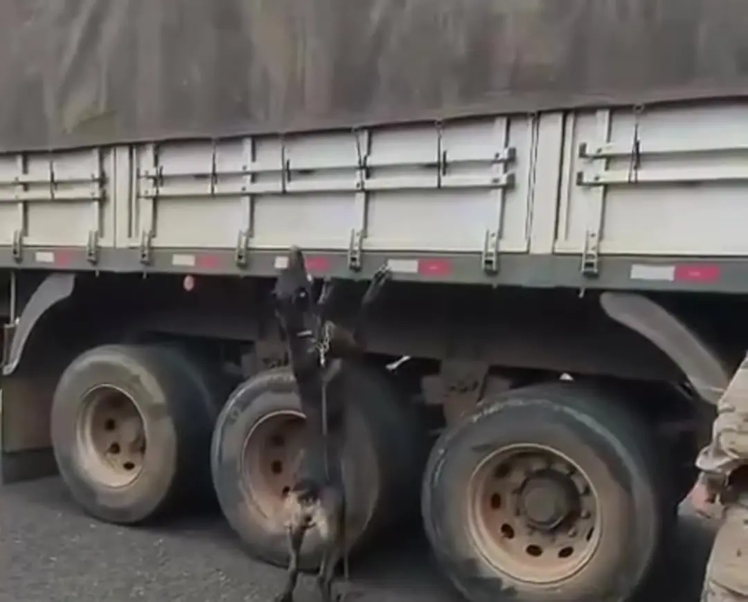 Cão da PM em pé junto às rodas do caminhão com 300 barras de droga apreendidas na MGC-497