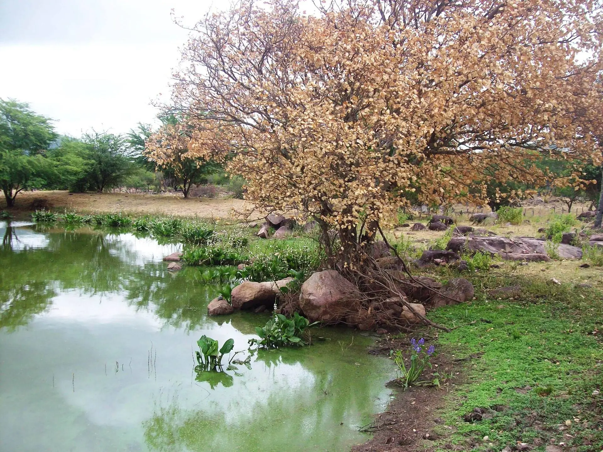 Paisagem do sertão nordestino, região com o maior analfabetismo no Nordeste e no país