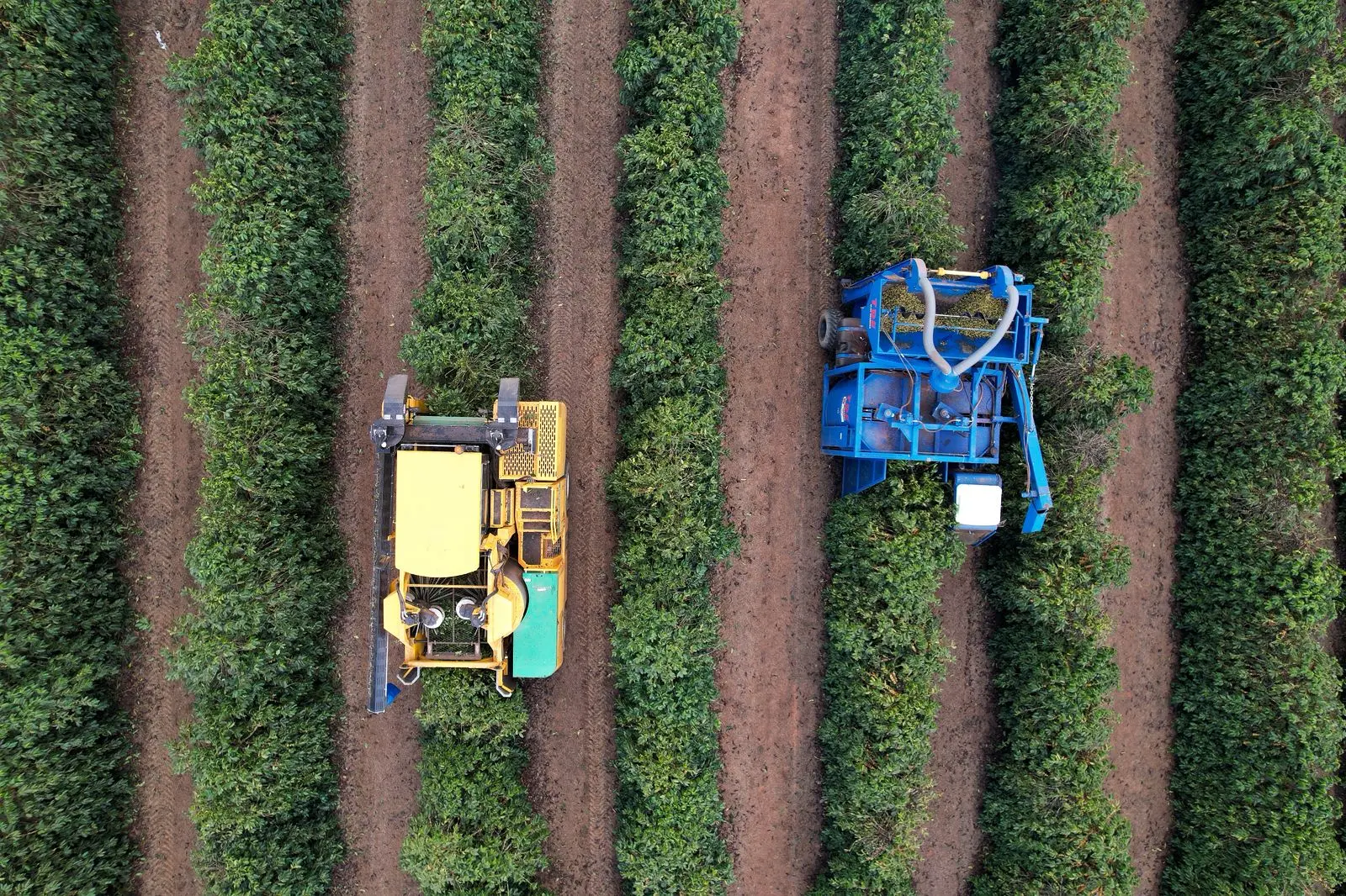 Colhedoras mecânicas entre as linhas de um cafezal do Cerrado Mineiro, região que vende café na Europa