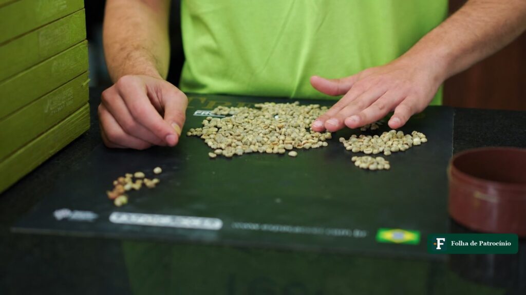 Classificador de café da Expocacer separa grãos verdes sobre a bancada em Patrocínio. Foto: Divulgação/Expocacer