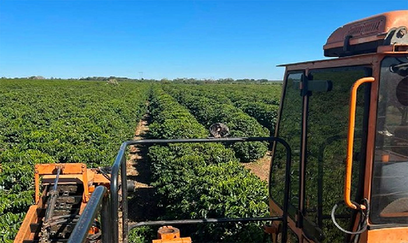 Colhedora percorre as fileiras de um cafezal, onde o café de Patrocínio é produzido