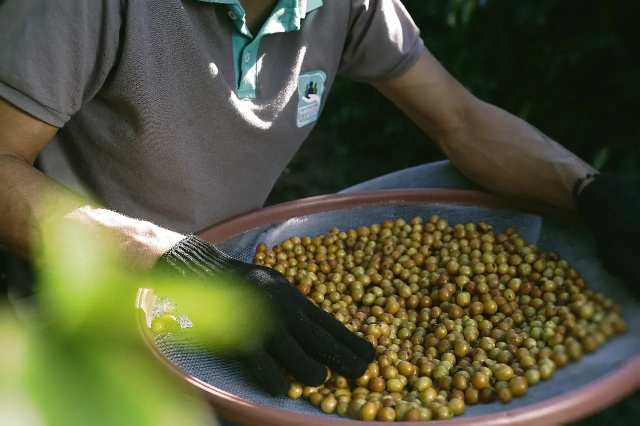 Trabalhador segura peneira com grãos de café recém-colhidos