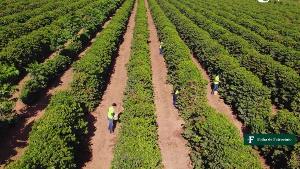 Colhedores em lavoura de café de Patrocínio, no Cerrado Mineiro, em ano de exportações de café em alta. Imagem: Expocacer