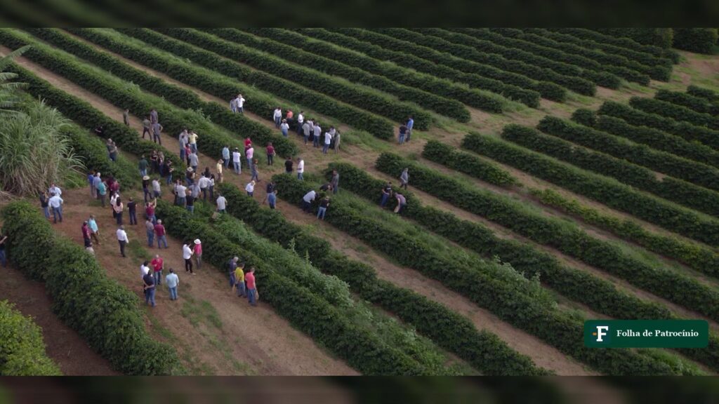 Vista aérea de trabalhadores entre fileiras de cafeeiros no Cerrado Mineiro, onde o prêmio do arábica influencia o preço. Imagem: Expocacer